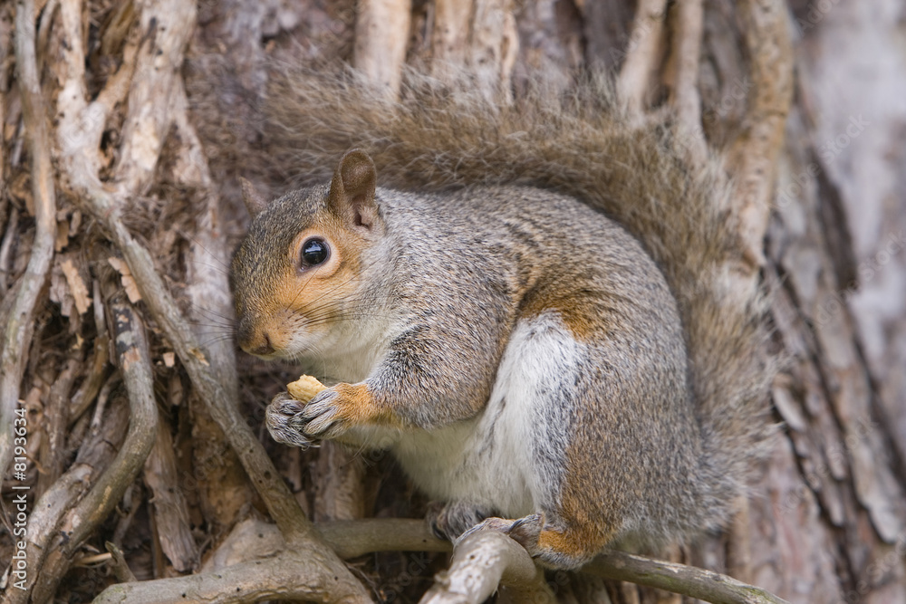 Obraz premium Grey Squirrel