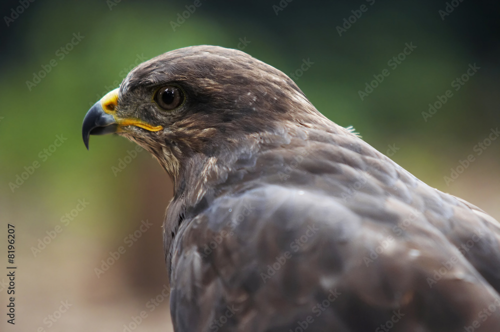 Fototapeta premium steppe eagle