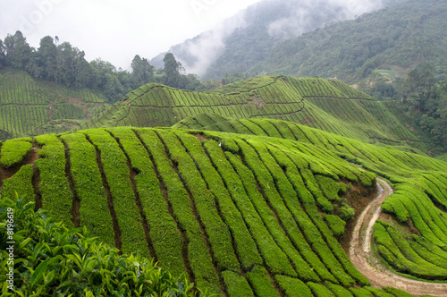 tea field in the mountain with dark rain clouds in the back