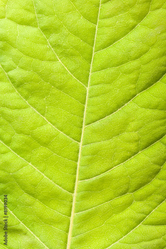 Green leaf close up Green leaf close up