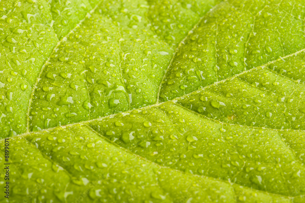 Green leaf with water droplets Green leaf with water droplets