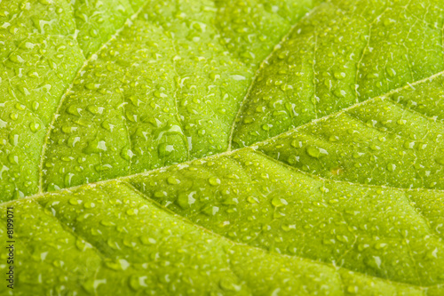 Green leaf with water droplets