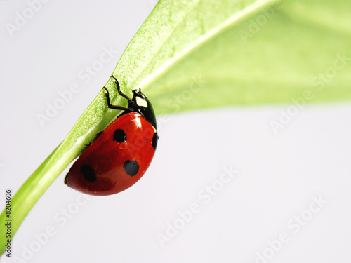 coccinelle 5