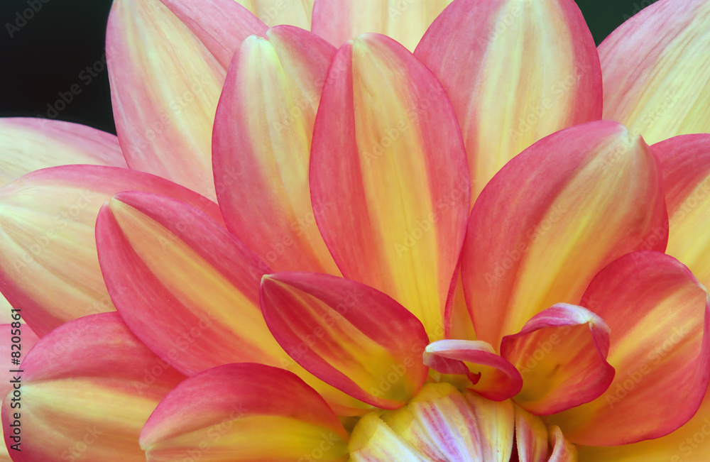 Closeup of dahlia petals
