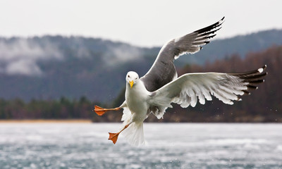 Crédence de cuisine Oiseaux The seagull  © Dmitriy Sharov