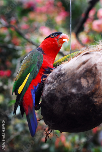 Parrot irian jaya