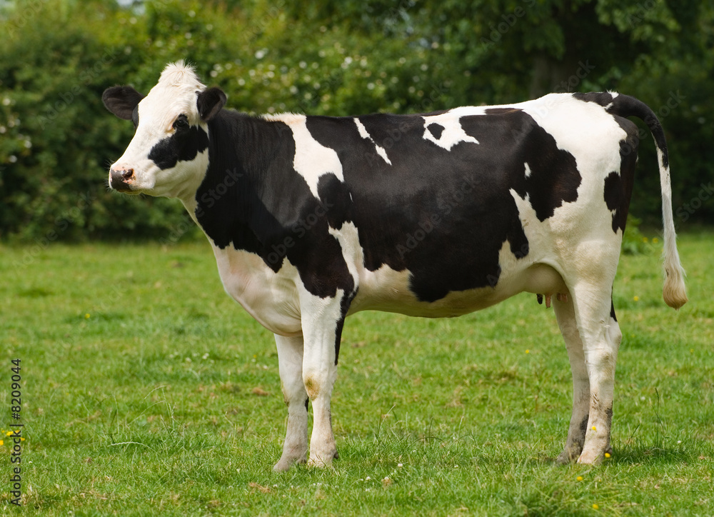 Standing Friesian Cow
