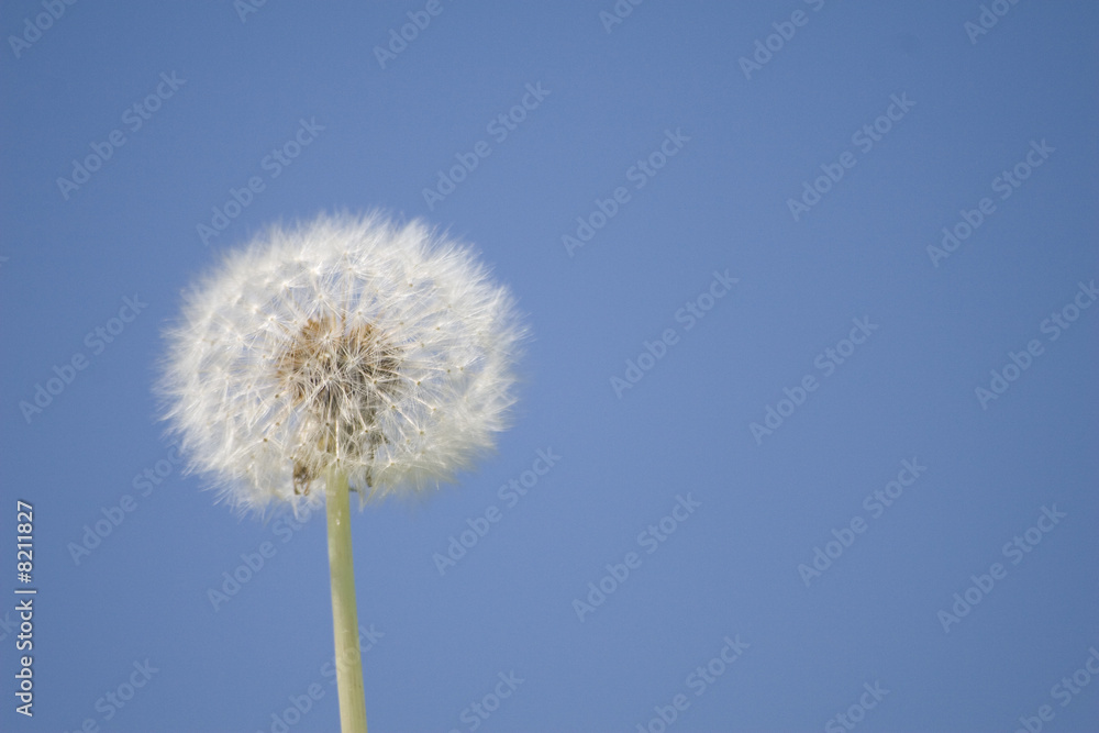 fleur sur fond bleu