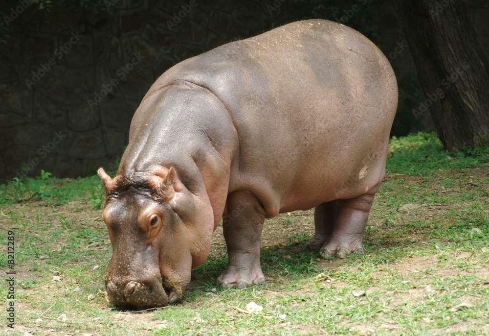 Hippopotamus Hippopotamus