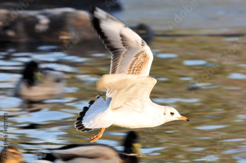 on the wing