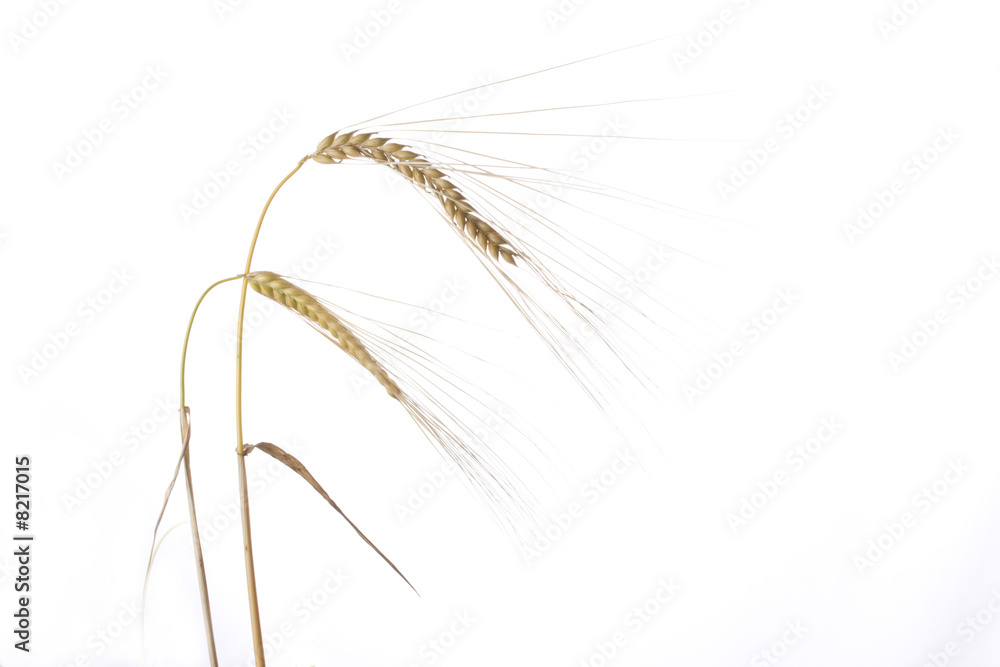 Obraz premium single wheat plants on a white background