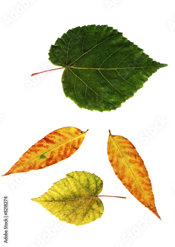 many color leaves on white background.