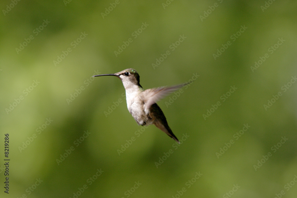 Fototapeta premium A hummingbird hovers in the air.