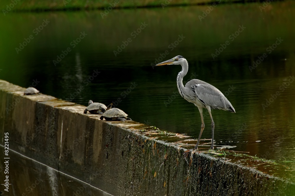 Fototapeta premium egret looking for fish at the lake sides