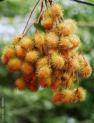 Rambutan