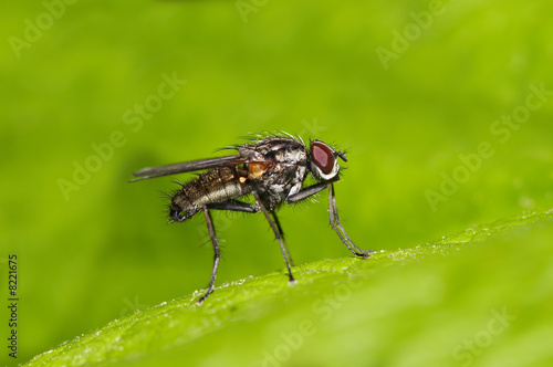 small fly on the leaf