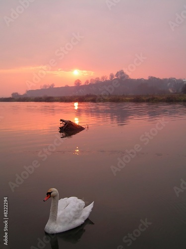 Swan in the light of the red Sunset
