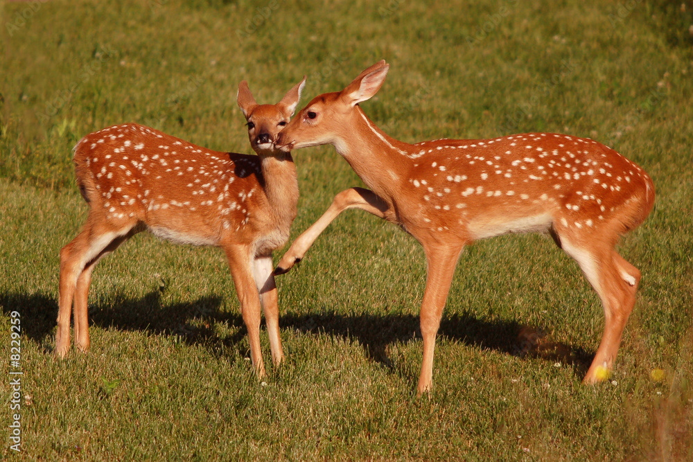 White-Tail Deer Fawns