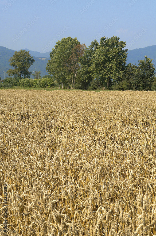 Naklejka premium grano