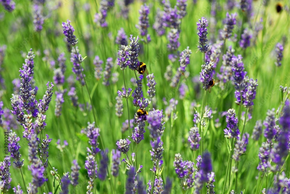 Fototapeta premium lavanda