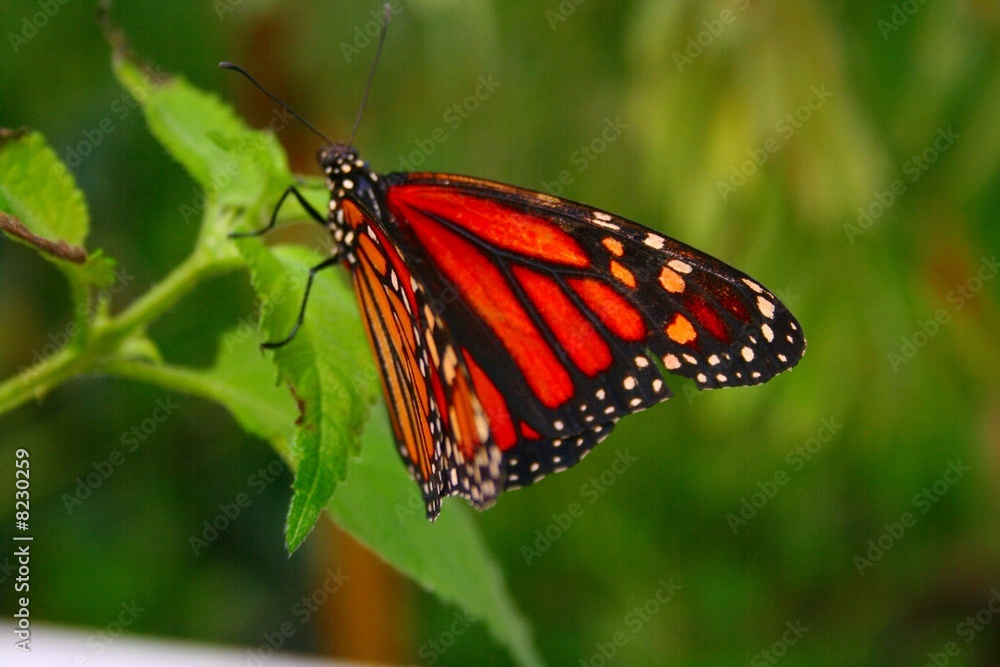 Obraz premium schmetterling