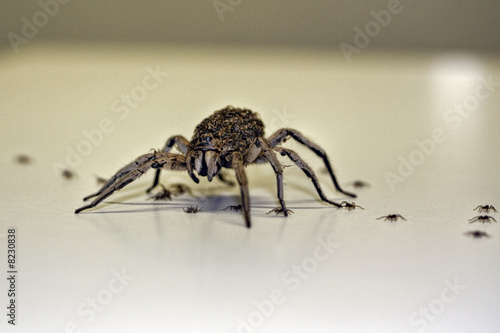 Female Huntsman Spider (Heteropoda cervina) with young photo