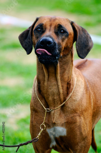 Rhodesian Ridgeback © Andreas Gradin