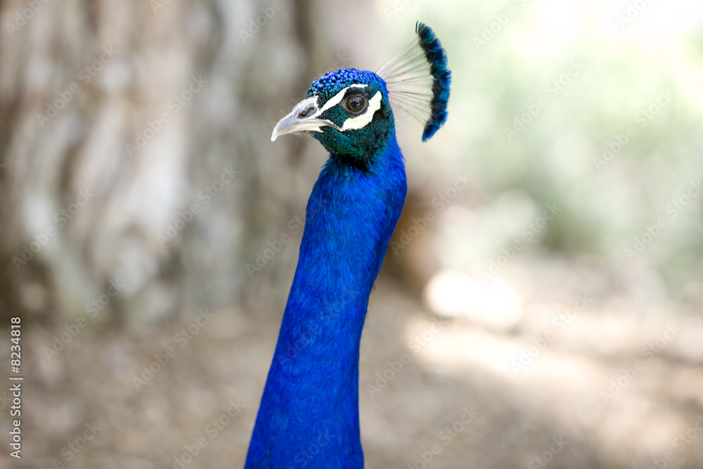 Naklejka premium Peacock with Thick Neck 1