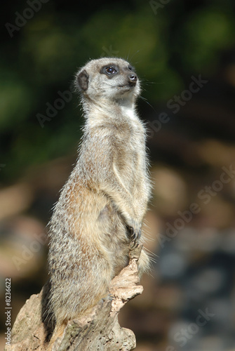 Meerkat