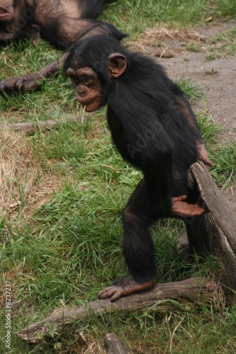 Schimapnse