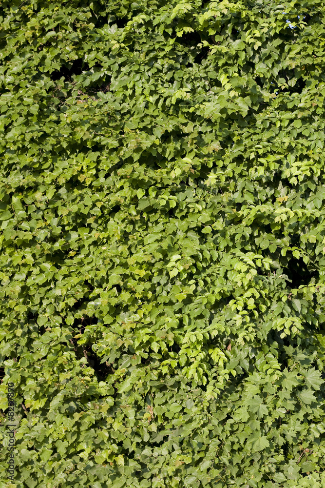 wall made of green leaves wall made of green leaves