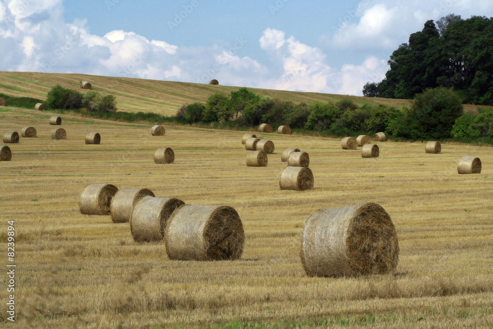 Fototapeta premium Straw rolls
