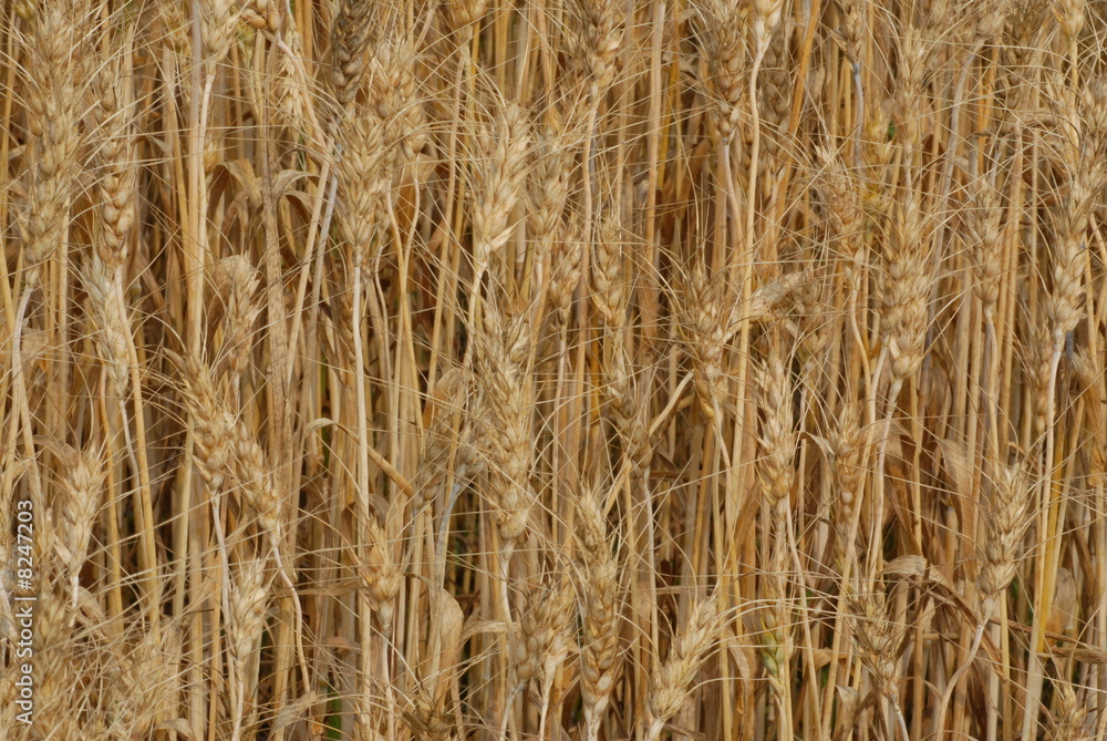 grano