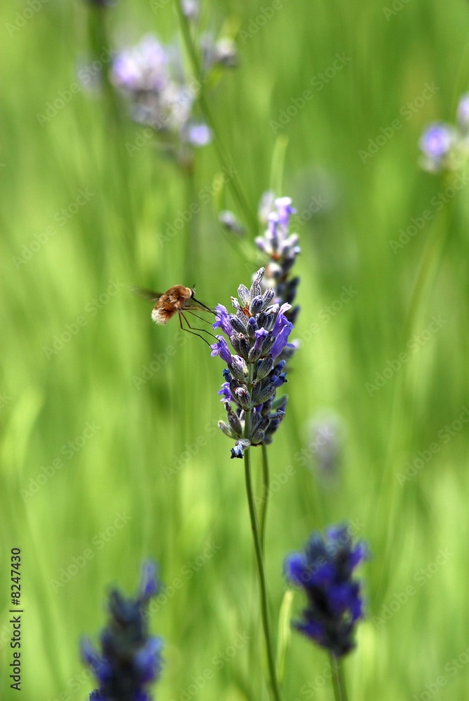 lavanda lavanda