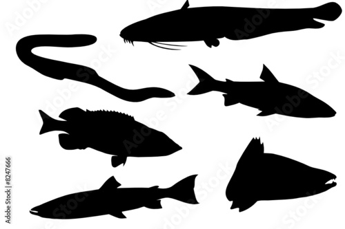 Collection of Fish - three