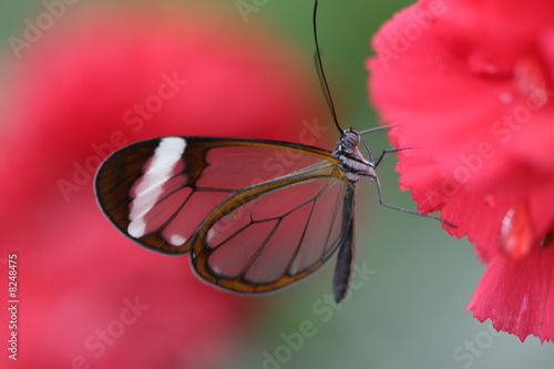 Schmetterling