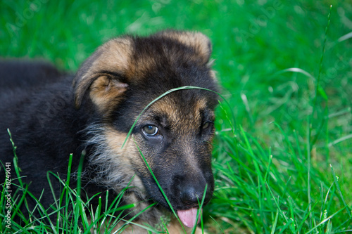 Chiot berger allemand