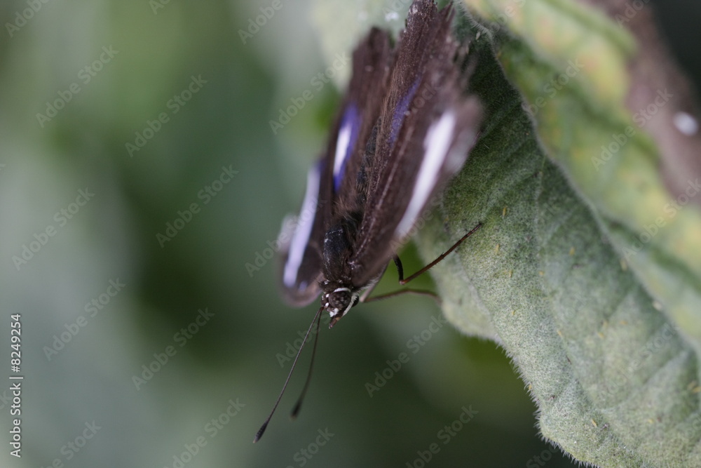 Obraz premium schmetterling