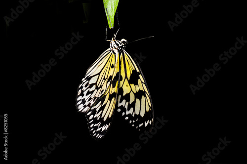 Hängernder Schmetterling
