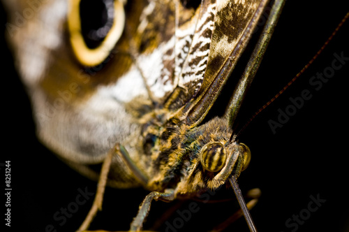 Extremmakro von einem Schmetterling