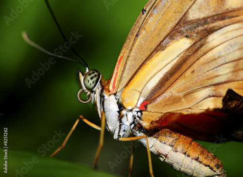 Schmetterling aus einem Blatt