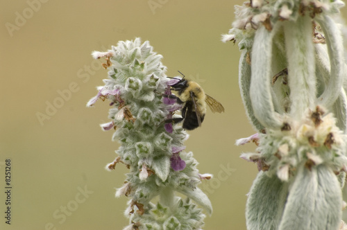 Bee