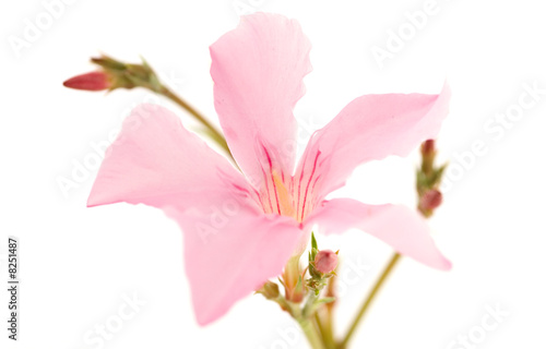 pink laurel flower over white