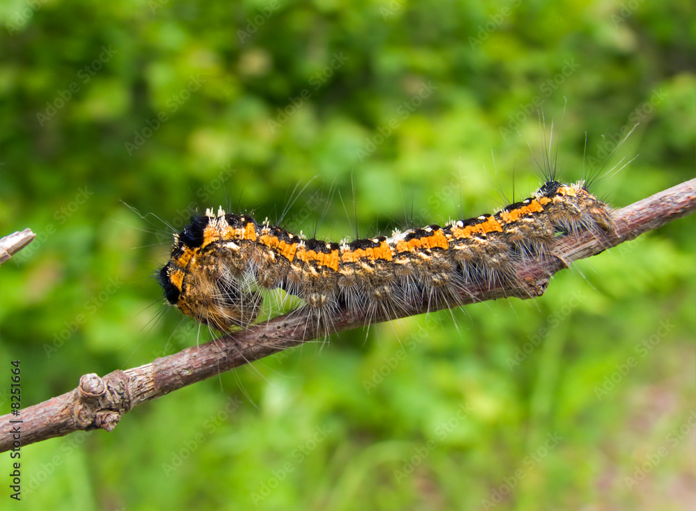 Fototapeta premium Close-up of Caterpillar 5