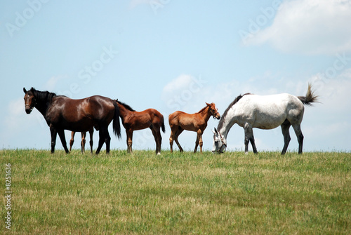 Kentucky Thoroughbreds © KD Photos