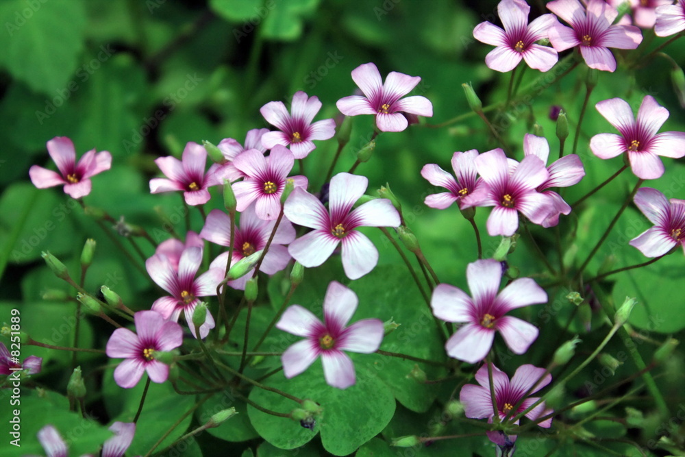 Velvet wildflower in summer