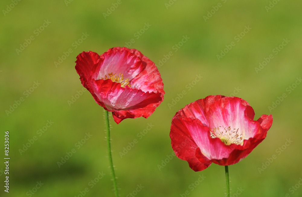 pink poppy flowers in garden