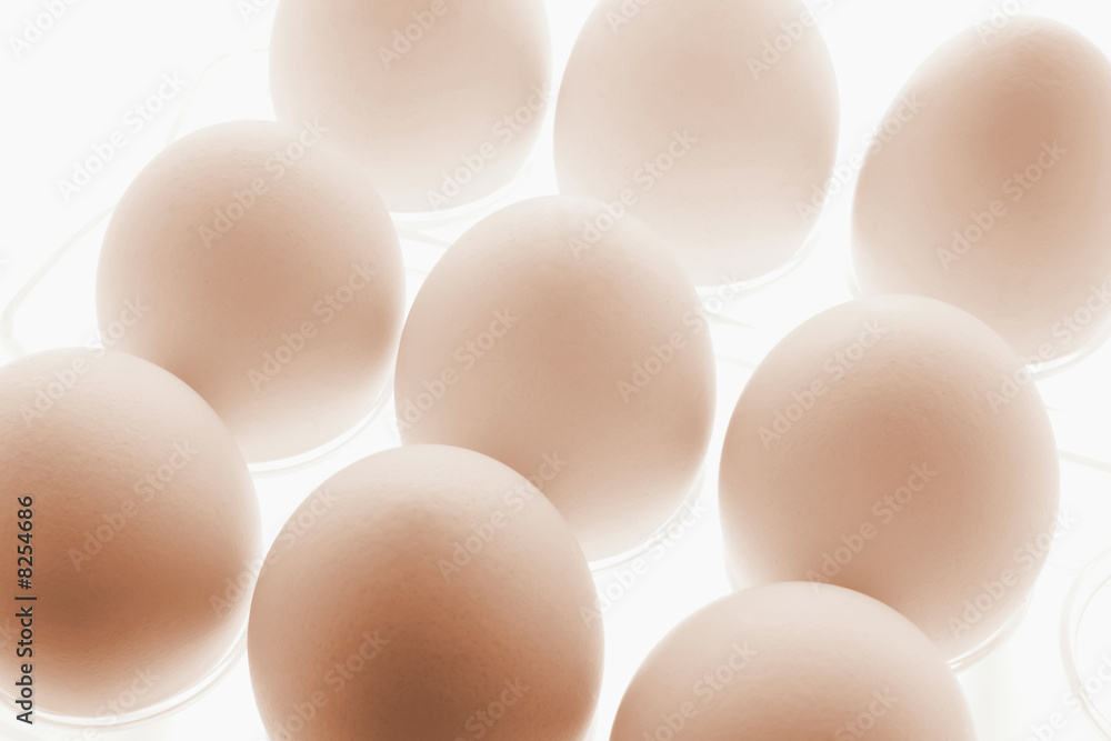 White Eggs on Plastic Egg Carton
