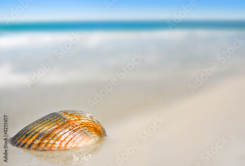 Seashell by Tide