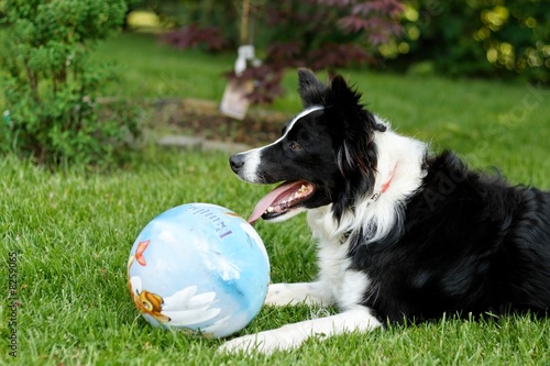 border collie avec un balle